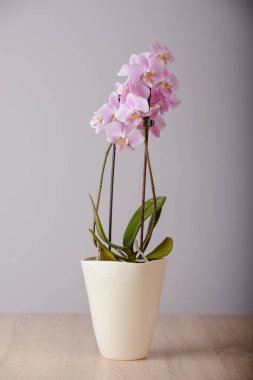 pembe orkide çiçekleri