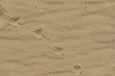 Yazın bir kumsalın kumsal desenine yakın çekim