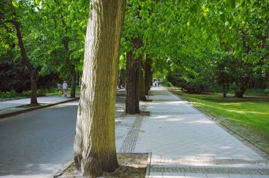 yeşil ağaçlar ile kentsel yol