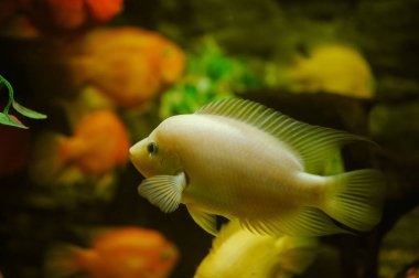 Deniz yaşamı: egzotik tropik mercan