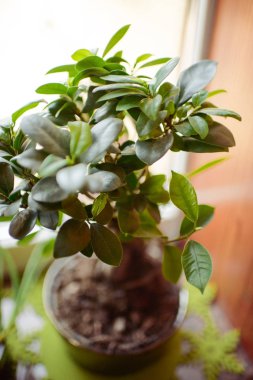 Dekoratif çiçek saksı. Beyaz arka plan üzerinde izole