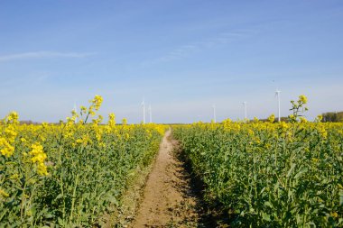 çiçek açması tecavüz alan