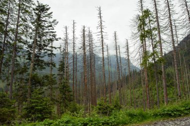 Arka planda güzel çam ağaçları yüksek dağlarda