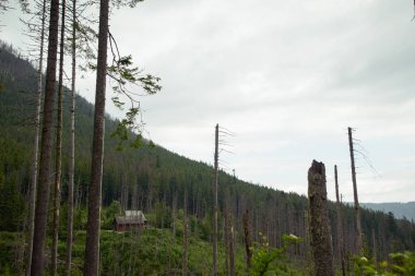 Arka planda güzel çam ağaçları yüksek dağlarda