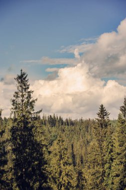 çam ormanı içinde yaz