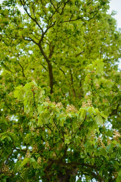 Bella natura al mattino nella nebbiosa foresta primaverile — Foto Stock