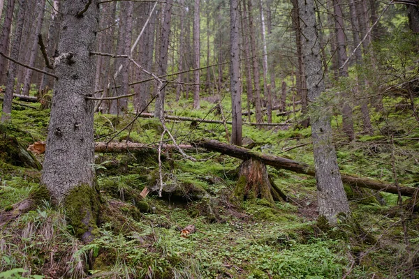 Hermosos pinos en el fondo montañas altas —  Fotos de Stock