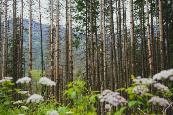 Pinos en el bosque de montaña — Foto de Stock