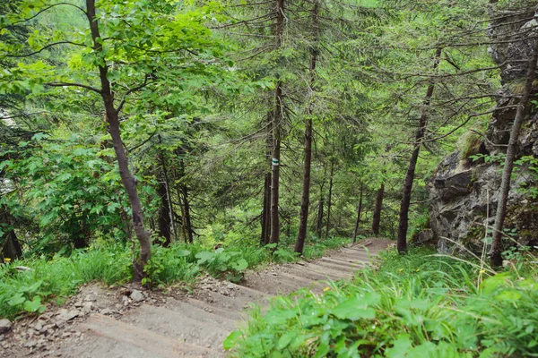 Sendero de montaña en bosque — Foto de Stock