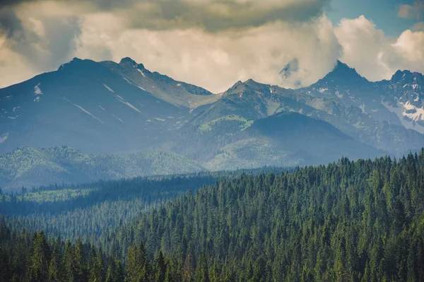 Wald Grüne Berglandschaft Nebliger Bergwald Fantastische Waldlandschaft Bergwald Wolkenlandschaft Nebelwald — Stockfoto