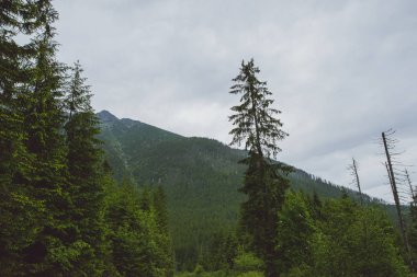 Görkemli manzara yaz dağlarında. Polonya Tatra mountain