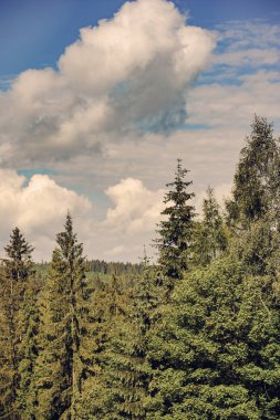 çam ormanı içinde yaz