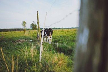 Benekli siyah ve beyaz