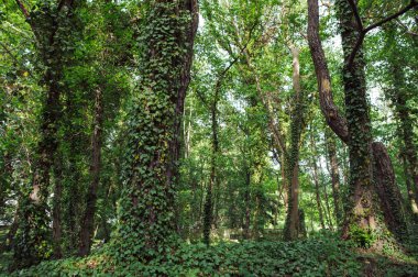 Parktaki ağaç gövdesinde büyüyen yeşil sarmaşık.
