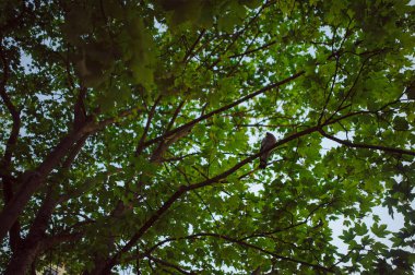 Taze yeşil yapraklı yaz dalı