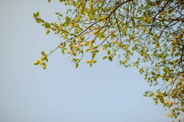 Dalın üzerinde yeşil yapraklar