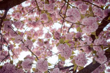 Bahar kiraz çiçekleri, pembe çiçekler.