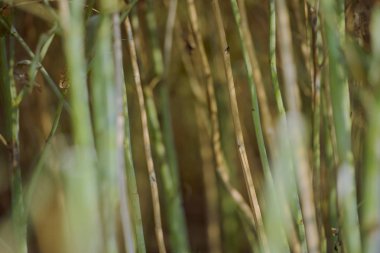 Hasat zamanı alanına tecavüz