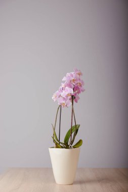 pembe orkide çiçekleri