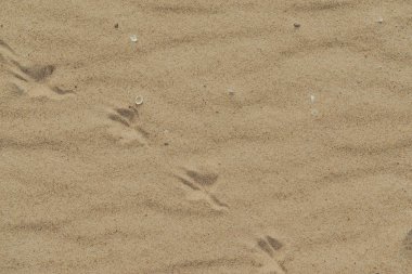 Yazın bir kumsalın kumsal desenine yakın çekim