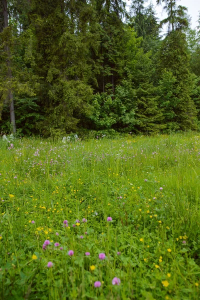 Sommaren Utsikt Över Ängar Med Färgglada Blommor — Stockfoto