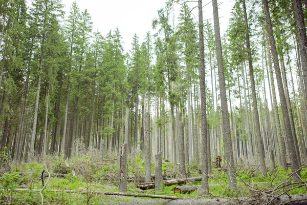Arka planda güzel çam ağaçları yüksek dağlarda.