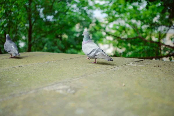 Pigeon sur vieux mur de briques — Photo