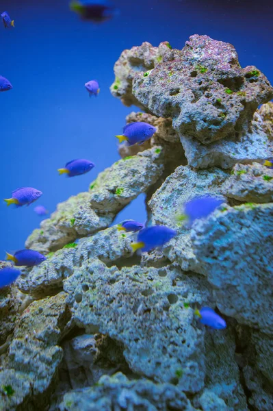 Vida marina: exótico arrecife de coral tropical — Foto de Stock
