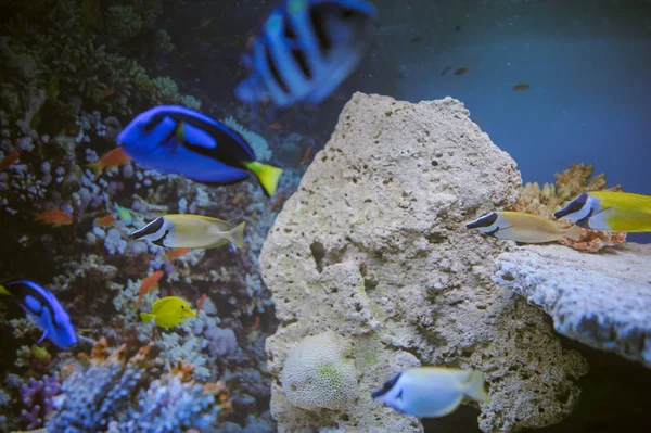 Vida marina: exótico arrecife de coral tropical — Foto de Stock