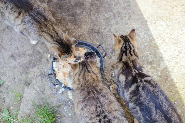 Il gatto europeo mangia cibo secco — Foto Stock