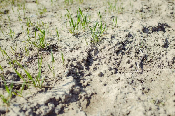 Close-up de brotos jovens de trigo em um campo — Fotografia de Stock