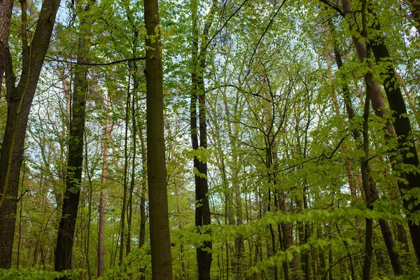 Piękna przyroda o poranku w mglistym wiosennym lesie — Zdjęcie stockowe