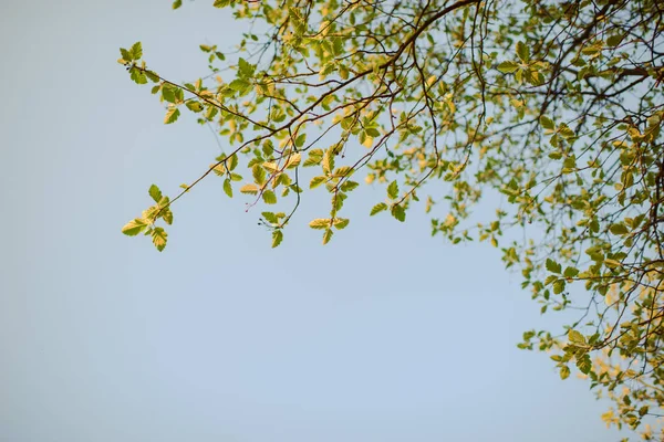 Green leaves on the branch — Stock Photo, Image