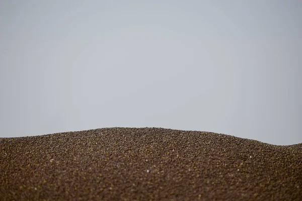 Rapeseed in summer time — Stock Photo, Image