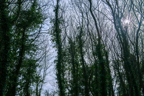 Träd täckta med murgröna — Stockfoto