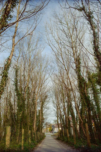 Strom pokrytý ivy — Stock fotografie