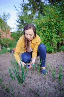 soğan plantation yakın çekim