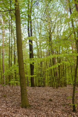 Sisli bahar ormanlarında sabah vakti güzel doğa.