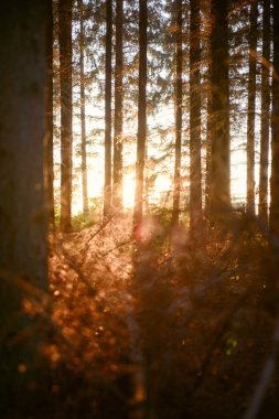 Ormandaki sihirli ışıkları