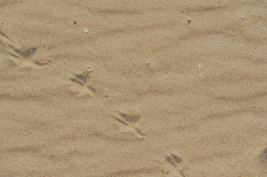 Yazın bir kumsalın kumsal desenine yakın çekim