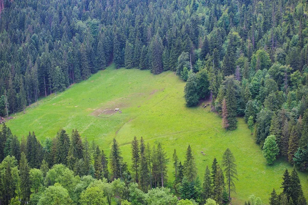 Green spring forest seen from above