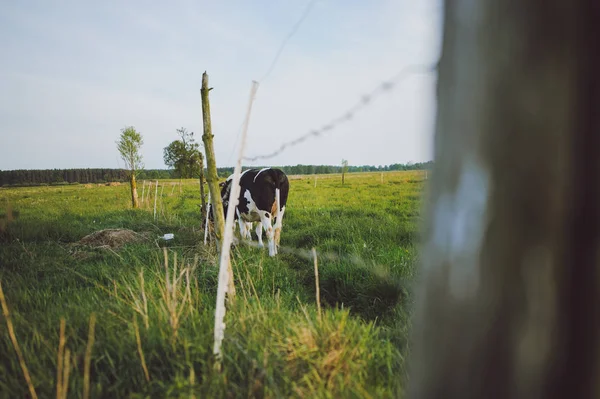 Manchado de preto e branco — Fotografia de Stock