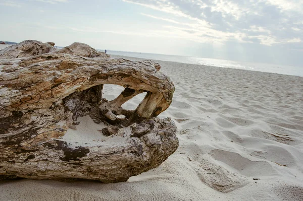 A piece of dry wood lying on the pebbles on the beach — Stock Photo, Image