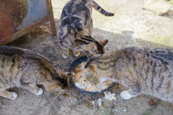 Il gatto europeo mangia cibo secco — Foto Stock