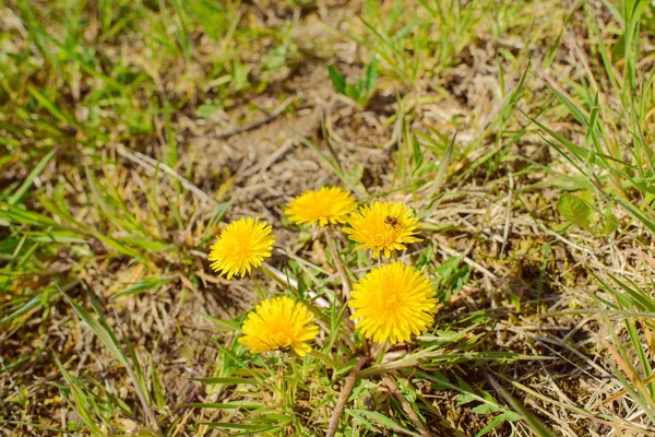 Algumas flores amarelas de dente-de-leão — Fotografia de Stock