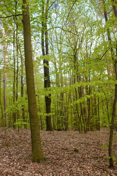 Prachtige natuur 's morgens in het mistige lentewoud — Stockfoto