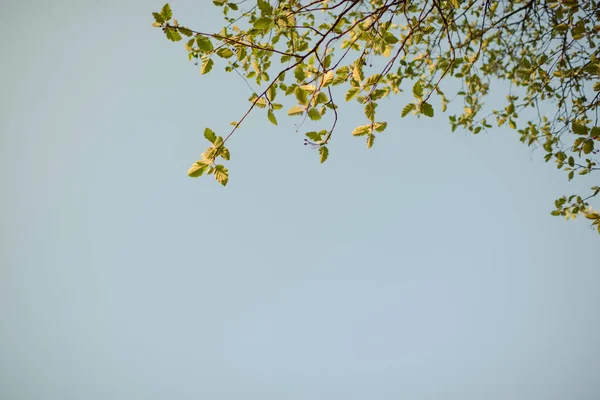 Зеленые листья на ветке — стоковое фото