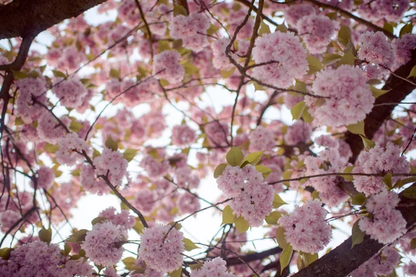 Spring Cherry blossoms, pink flowers. — Stock Photo, Image