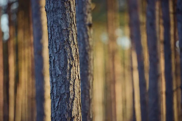 Magische Lichter im Wald — Stockfoto