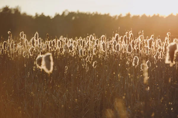 Осенняя сухая трава — стоковое фото